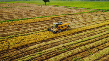 Oyo State as a Regional Economic Engine: The Agribusiness Advantage