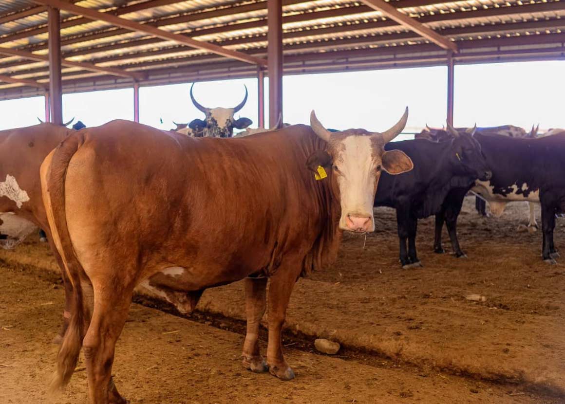 The Fasola Model: How Special Agro-Industrial Zones are Transforming Oyo State’s Economy