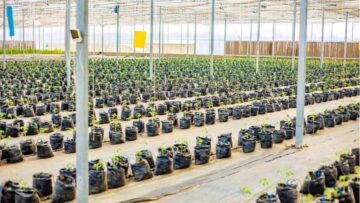 Turning Farmland into GD: Unpacking the Economic Power of Agribusiness in Oyo State